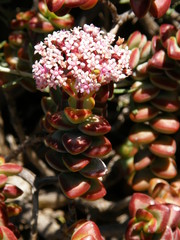 Crassula rupestris