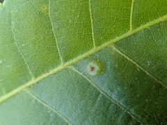 Phylloxera foveola