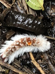 Neopreptos marathusa