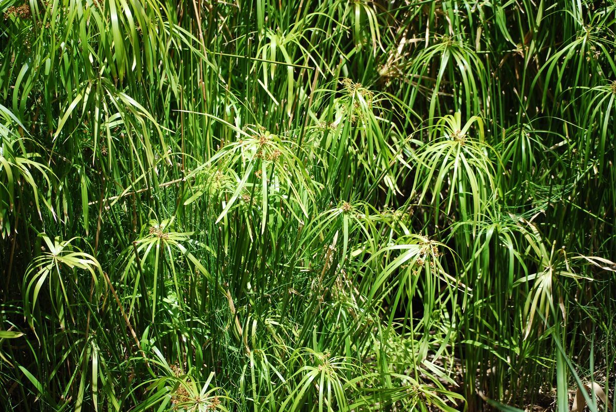 Planta paraguas