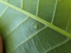 Phylloxera foveola