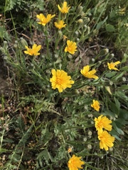 Crepis modocensis