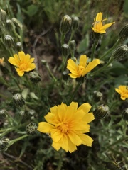 Crepis modocensis