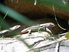 Gallotia caesaris gomerae