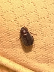 Aplidia transversa transversa