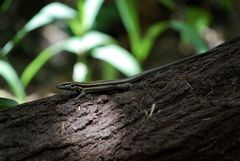 Gallotia caesaris gomerae