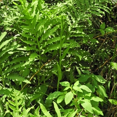 Platanthera psycodes