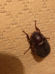 Aplidia transversa transversa