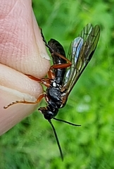 Tenthredo rubricoxis
