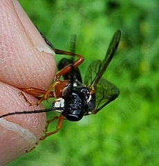Tenthredo rubricoxis