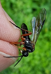 Tenthredo rubricoxis
