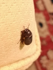 Aplidia transversa transversa