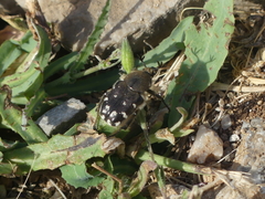 Heterocnemis graeca