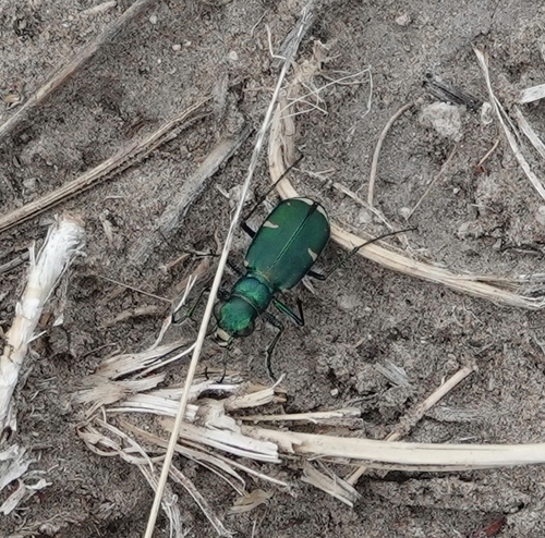 Green Claybank Tiger Beetle photo 2