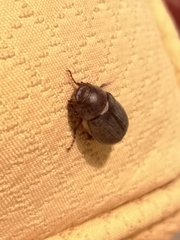 Aplidia transversa transversa