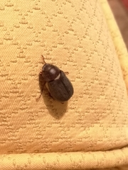 Aplidia transversa transversa