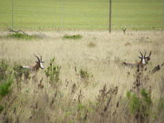 Damaliscus pygargus pygargus