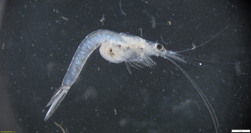Neomysis americana