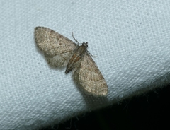 Eupithecia haworthiata