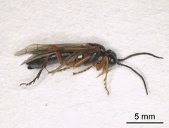 Tenthredo rubricoxis