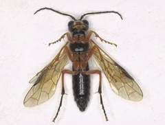 Tenthredo rubricoxis