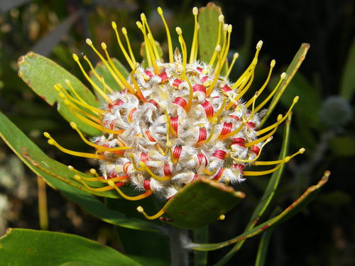 Leucospermum truncatum (H.Buek ex Meisn.) Rourke