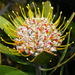 Leucospermum truncatum - Photo (c) Rafael Medina, μερικά δικαιώματα διατηρούνται (CC BY)