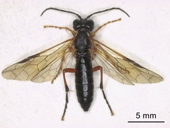 Tenthredo rubricoxis