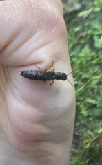 Dinothenarus badipes