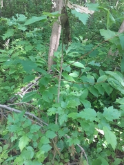 Crataegus flabellata