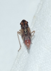 Evacanthus acuminatus