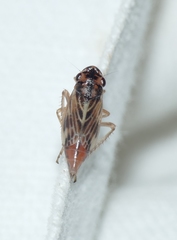 Evacanthus acuminatus