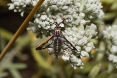 Pyropteron leucomelaenum