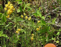 Packera paupercula paupercula