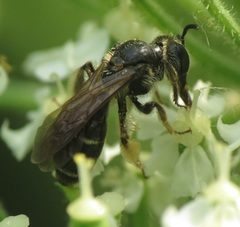 Andrena nasonii