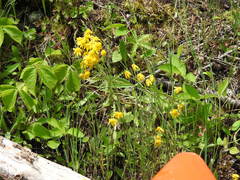 Packera paupercula paupercula