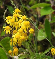 Packera paupercula paupercula