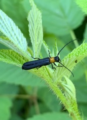 Oberea perspicillata