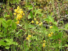 Packera paupercula paupercula