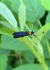 Oberea perspicillata