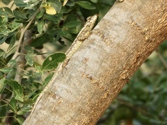 Sceloporus melanorhinus