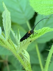 Oberea perspicillata