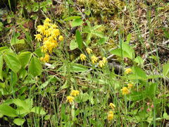 Packera paupercula paupercula