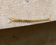 Hemiscolopendra marginata