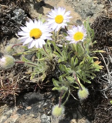 Erigeron filifolius