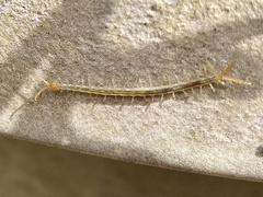 Hemiscolopendra marginata