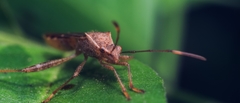 Burtinus notatipennis