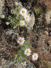 Erigeron filifolius