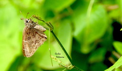 Eudaminae