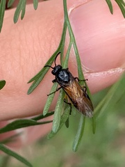 Arge pagana stephensii